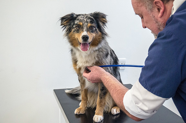A dog on an examination table is having its chest checked by a vet in white and blue scrubs