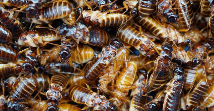 Termites -  A Future Food?