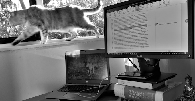 Laptop and screen with cat on windowsill