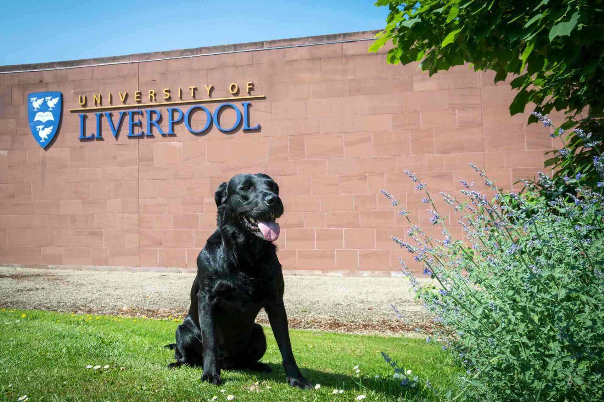 A balck labrador sat in front of the Small Animal Teaching Hospital