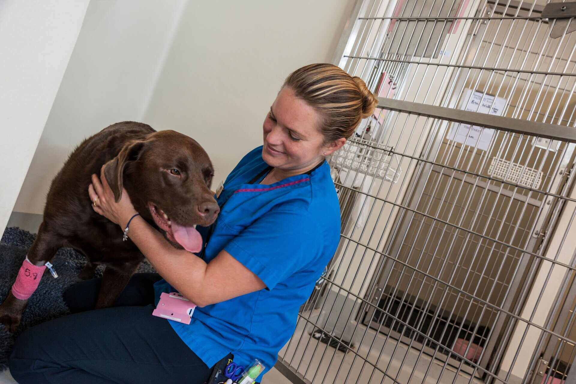 A photo of a vet with a brown labrador