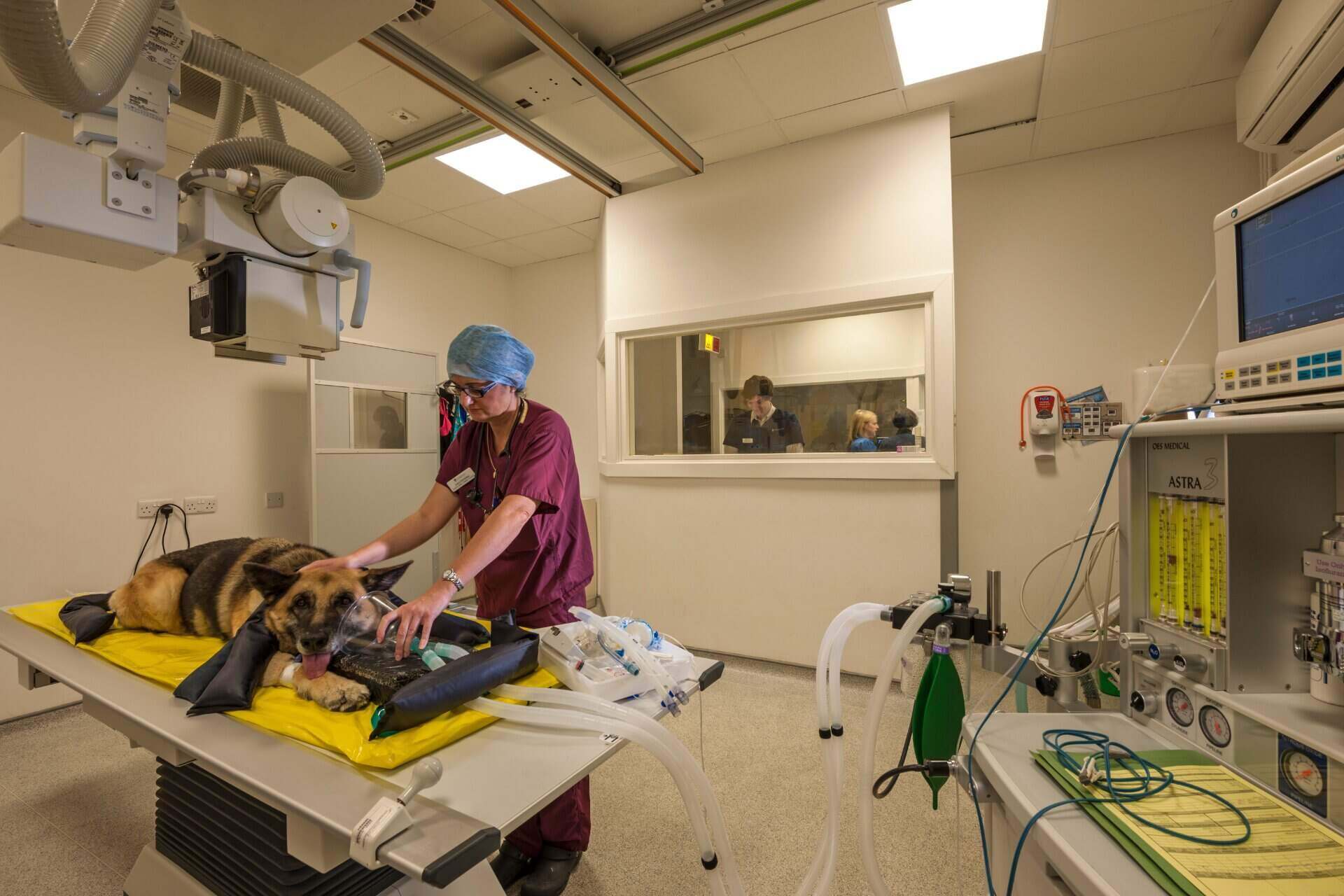 An examinatiom room with a female vet holding inhalation mask for a german shepherd on the table.