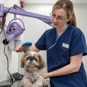 A staff member grooming a dog