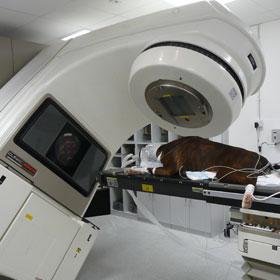 A dog being scanned in the chemotherapy and radiotherapy suite