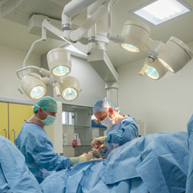 Soft tissue surgery is performed by surgeons at the small animal hospital