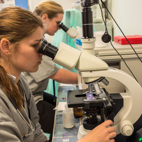 Undergraduate students using the microscopes at the small animal hospital 