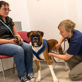 A pet owner and her dog consulting with one of our veterinary specialists