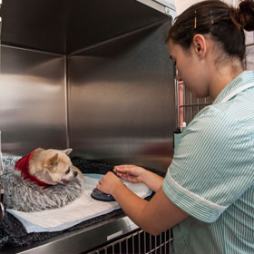 A ward facility at the small animal hospital