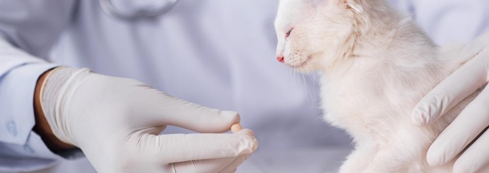 White cat presented with tablet by someone wearing a latex glove