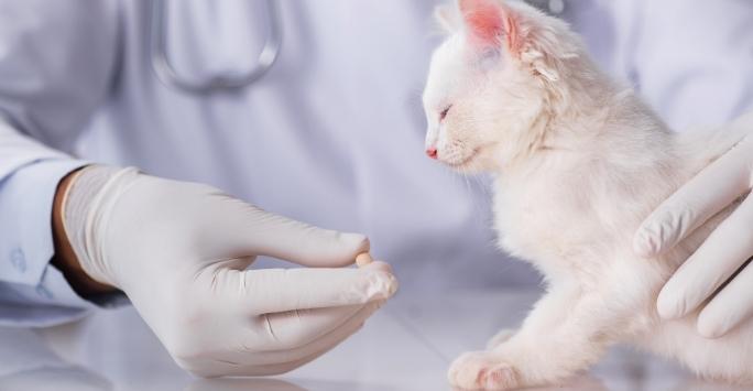 White cat with person holding a tablet in a gloved hand