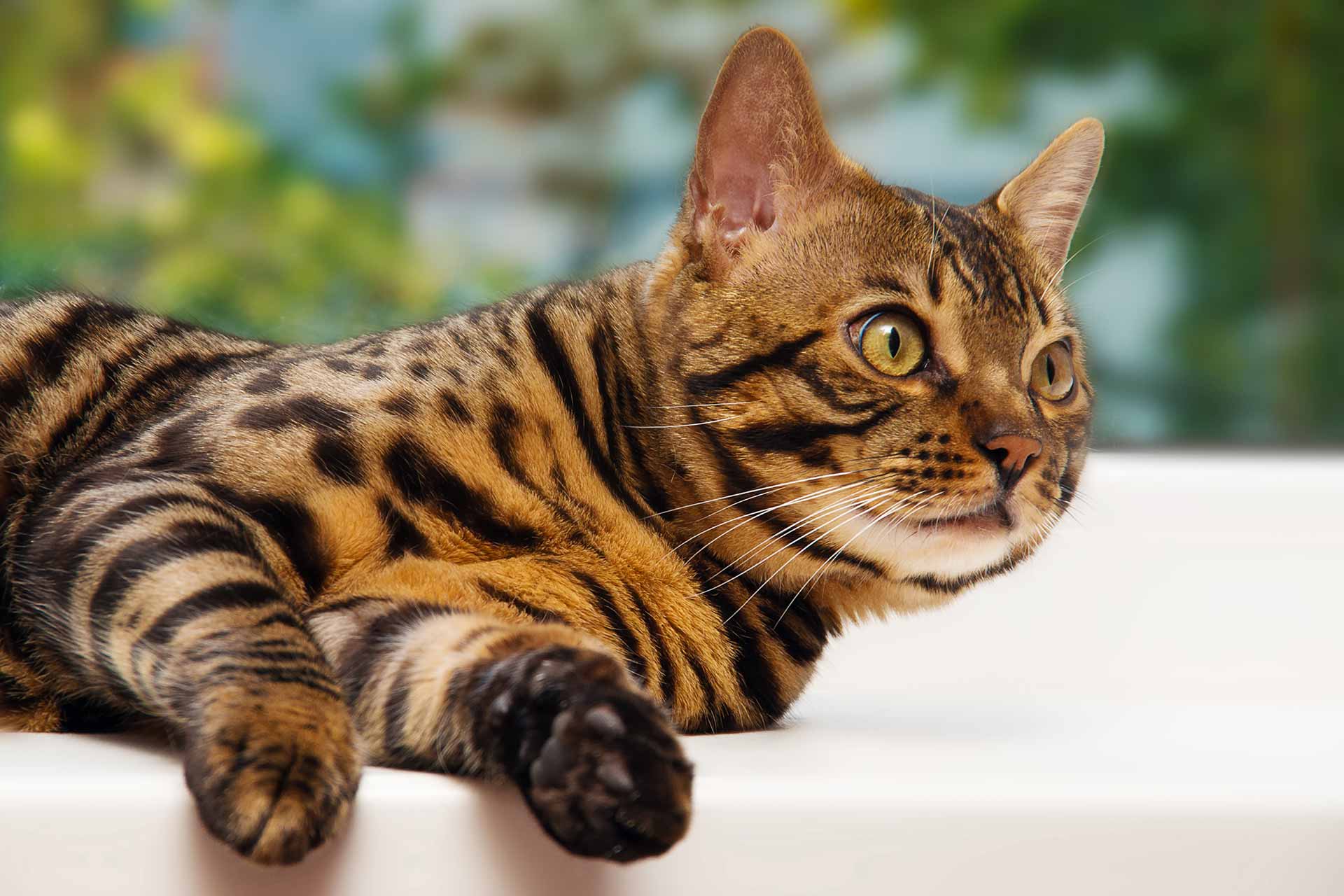 Bengal cat resting on a ledge.