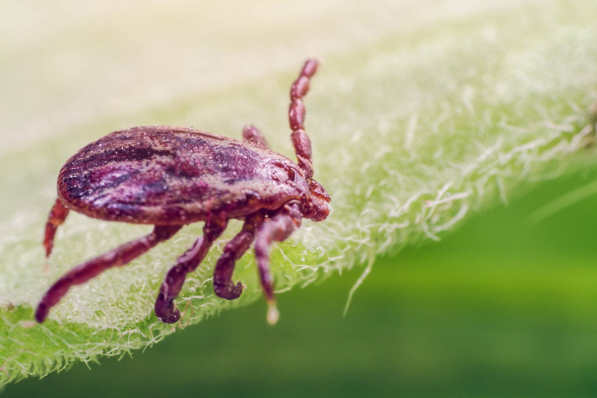 A parasite and infection carrier mite sitting on a green leaf.