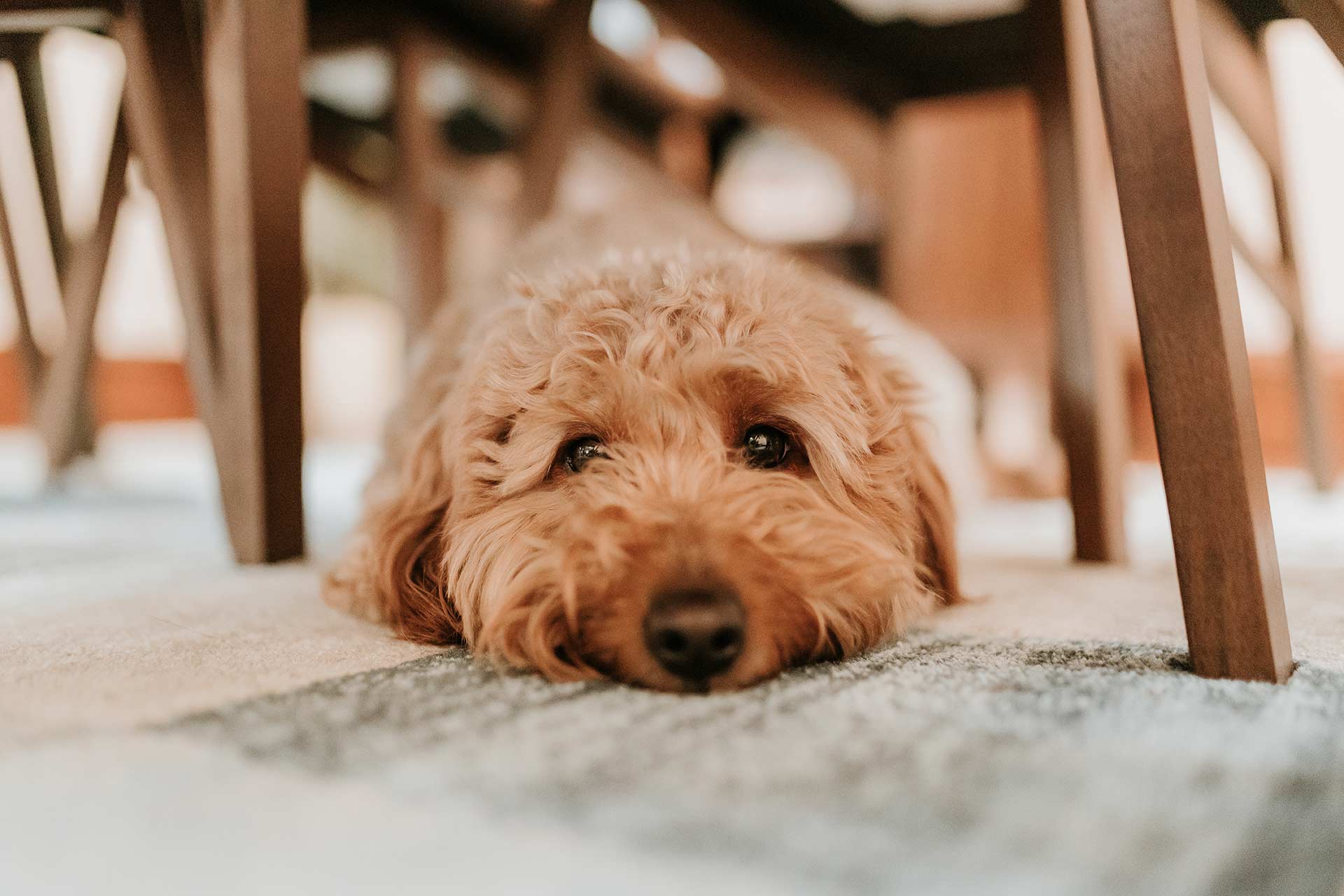 A fluffy brown dog rests its head on a rug beneath a table.
