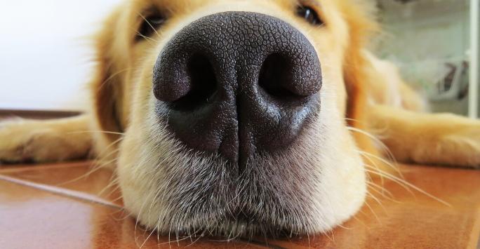 Close up of a Golden Retriever's nose who is laying down on wooden floor
