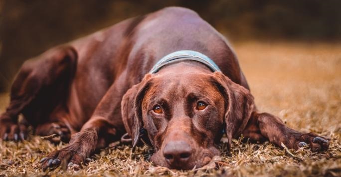 A large brown dog laying down outside with head on the ground