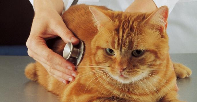 Ginger cat laying down with stethoscope held on chest