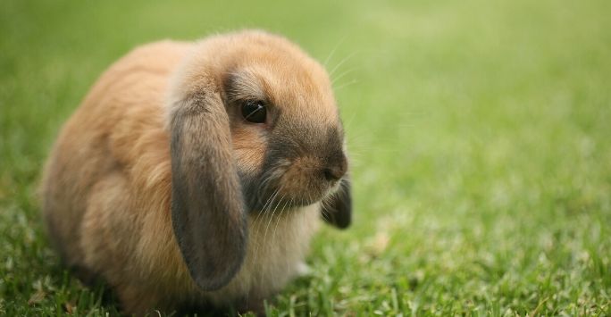 Brown lop eared rabbit sat in grass