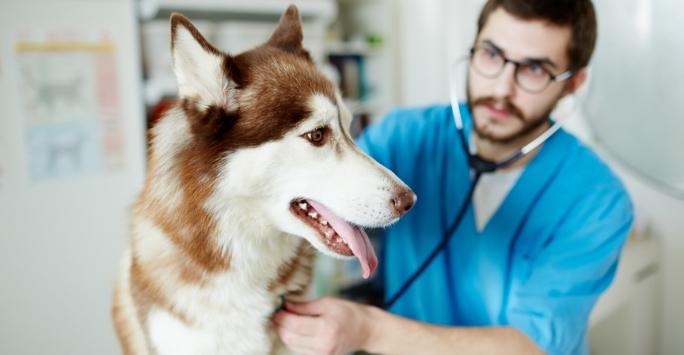 Brown and white husky dog having chest listened to by male vet in blue scrubs using a stethoscope