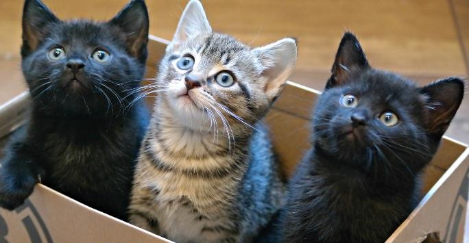 Three kittens sat in a cardboard box looking up