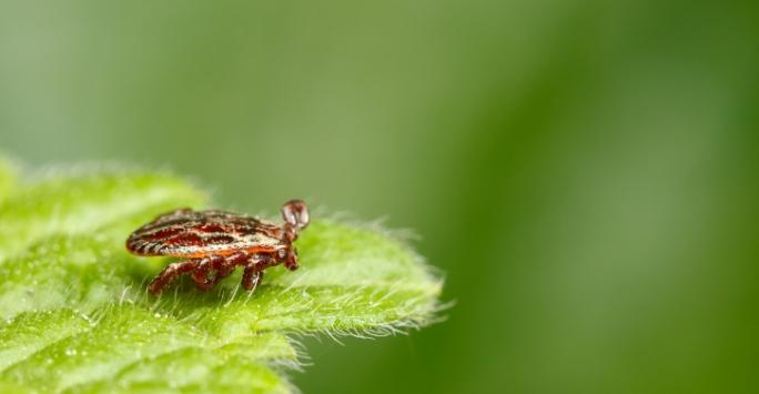 a tick on a leaf