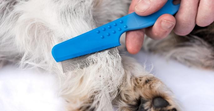 Blue flea comb being used on a white dog's leg to identify fleas