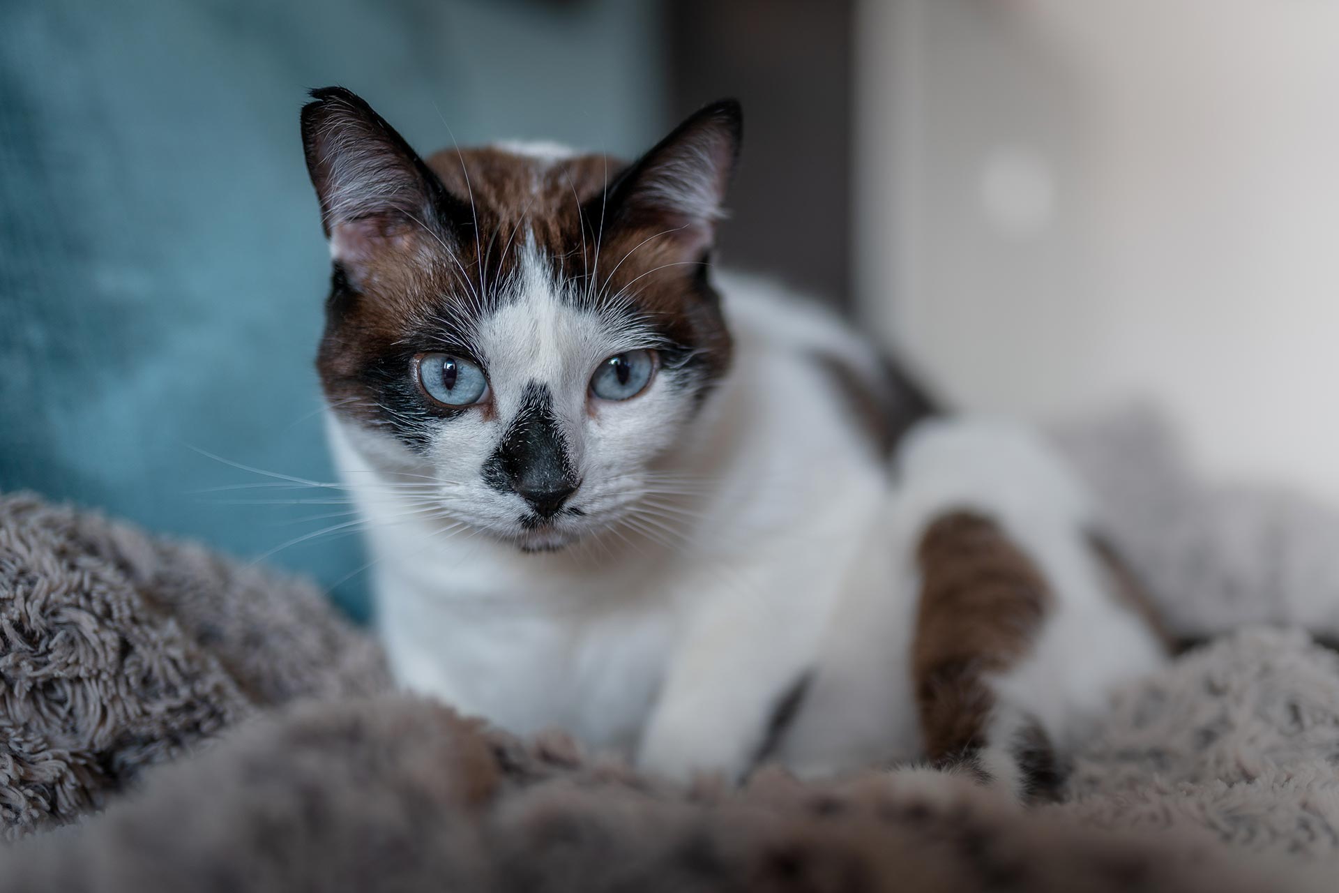 Black and white cat with blue eyes on a blanket.