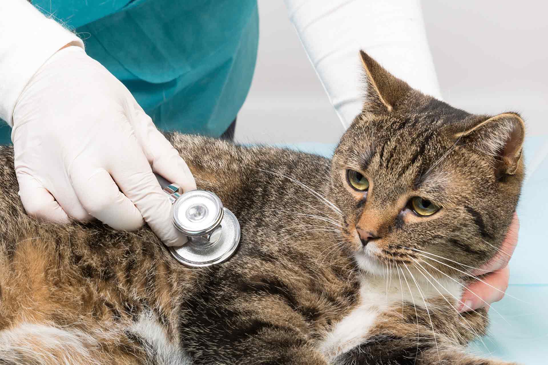 A vet assesses a cat, using a stethoscope.