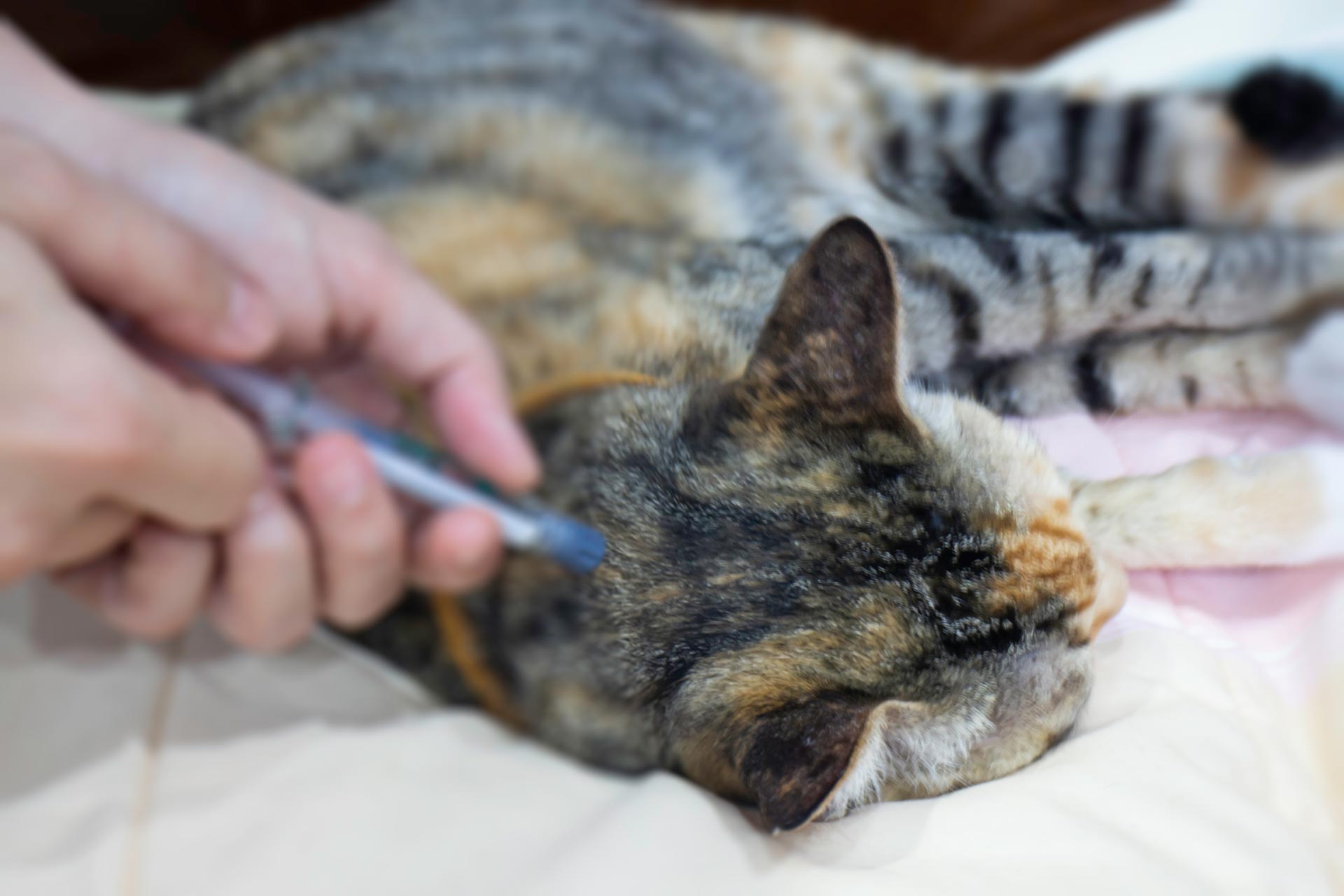 Vet applying tick and flea treatment to pet cat.