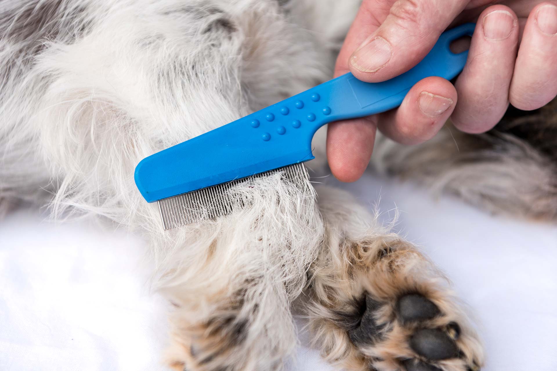 A dog is examined for fleas with a flea comb.