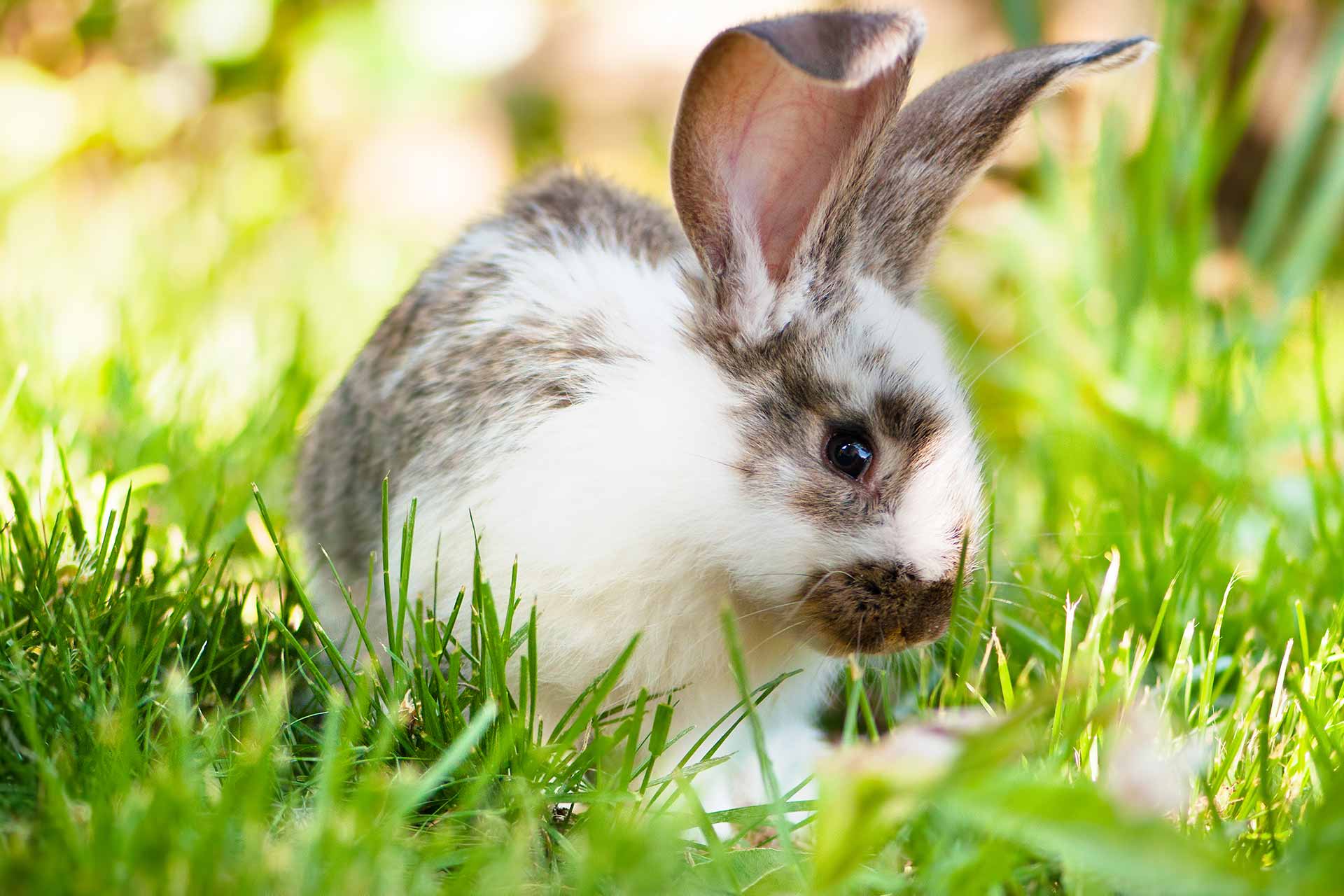 White and brown rabbit sitting in grass.
