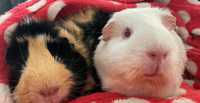 Two Guinea Pigs