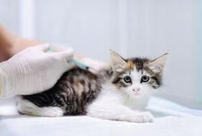 Tabby and white cat being injected laying on table