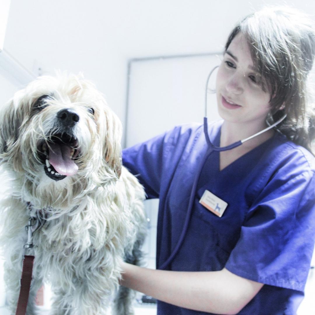 Female vet in purple scrub top using stethoscope on white terrier type dog