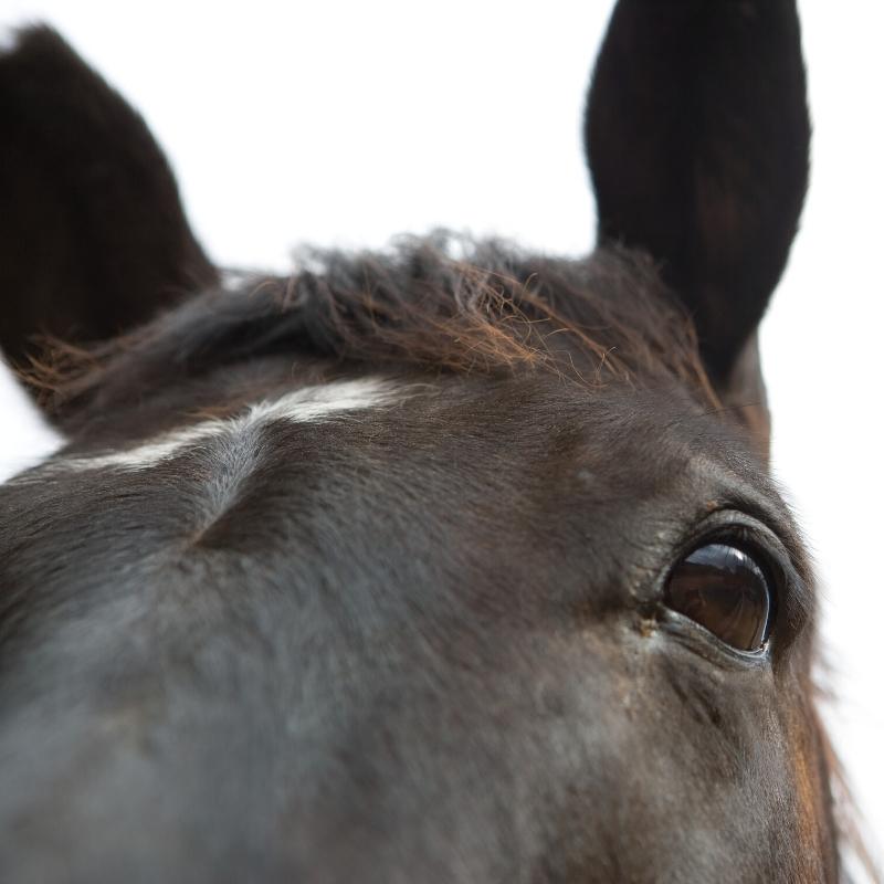 Close up of black horse showing eyes and ears
