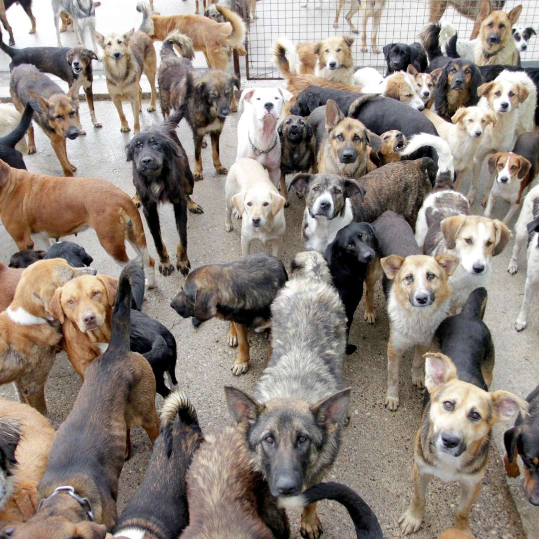 Large number of dogs congregated in kennel space