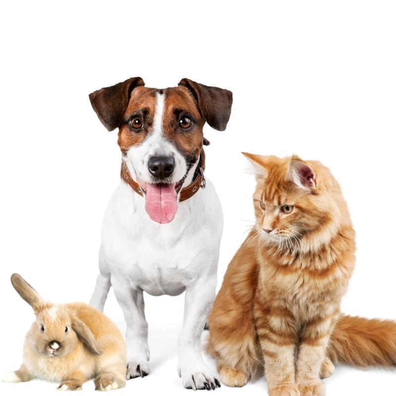 Cat, dog and rabbit standing together