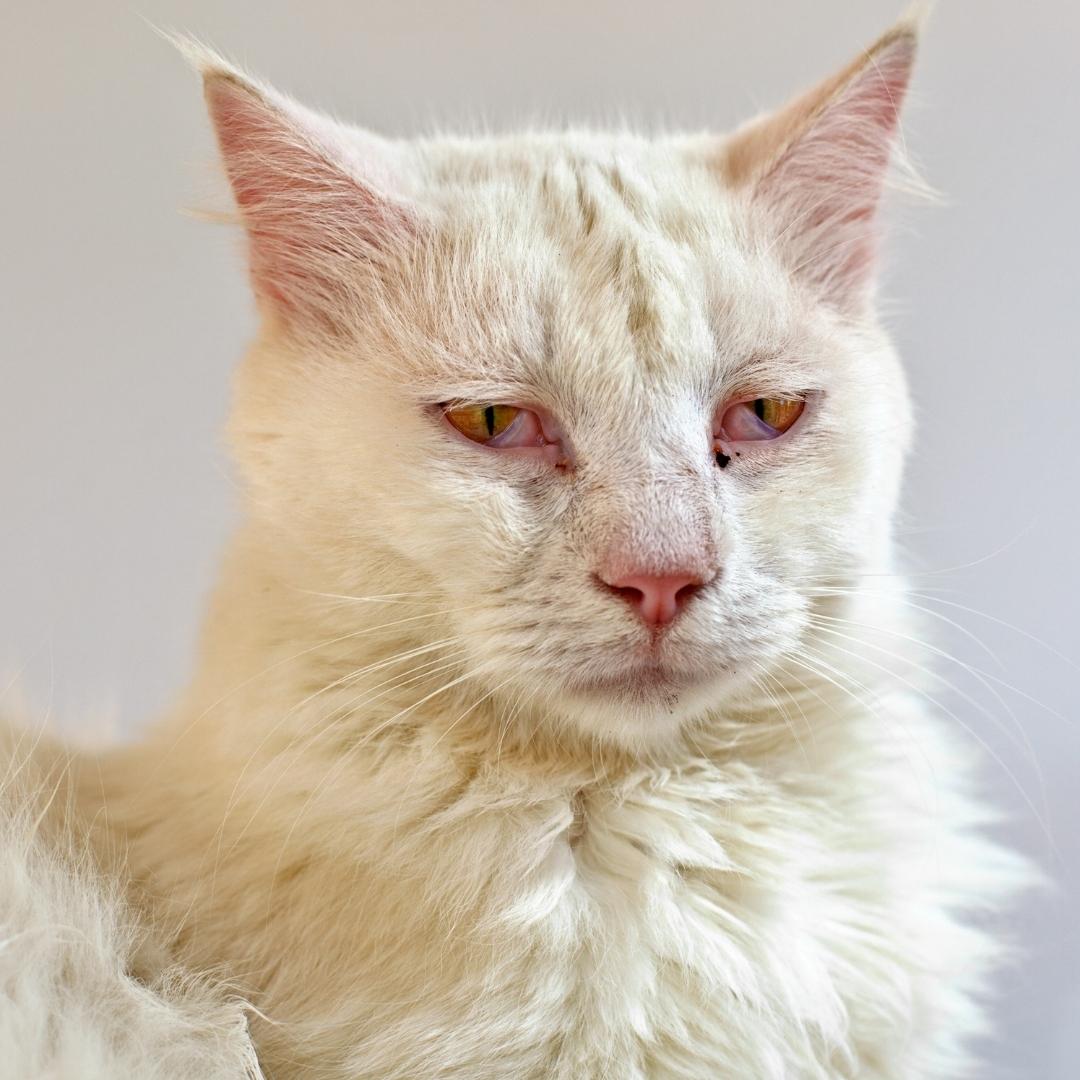 Light coloured cat appearing to be in less than good health