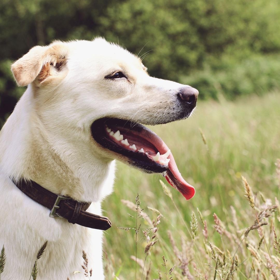 Light coloured medium size dog panting