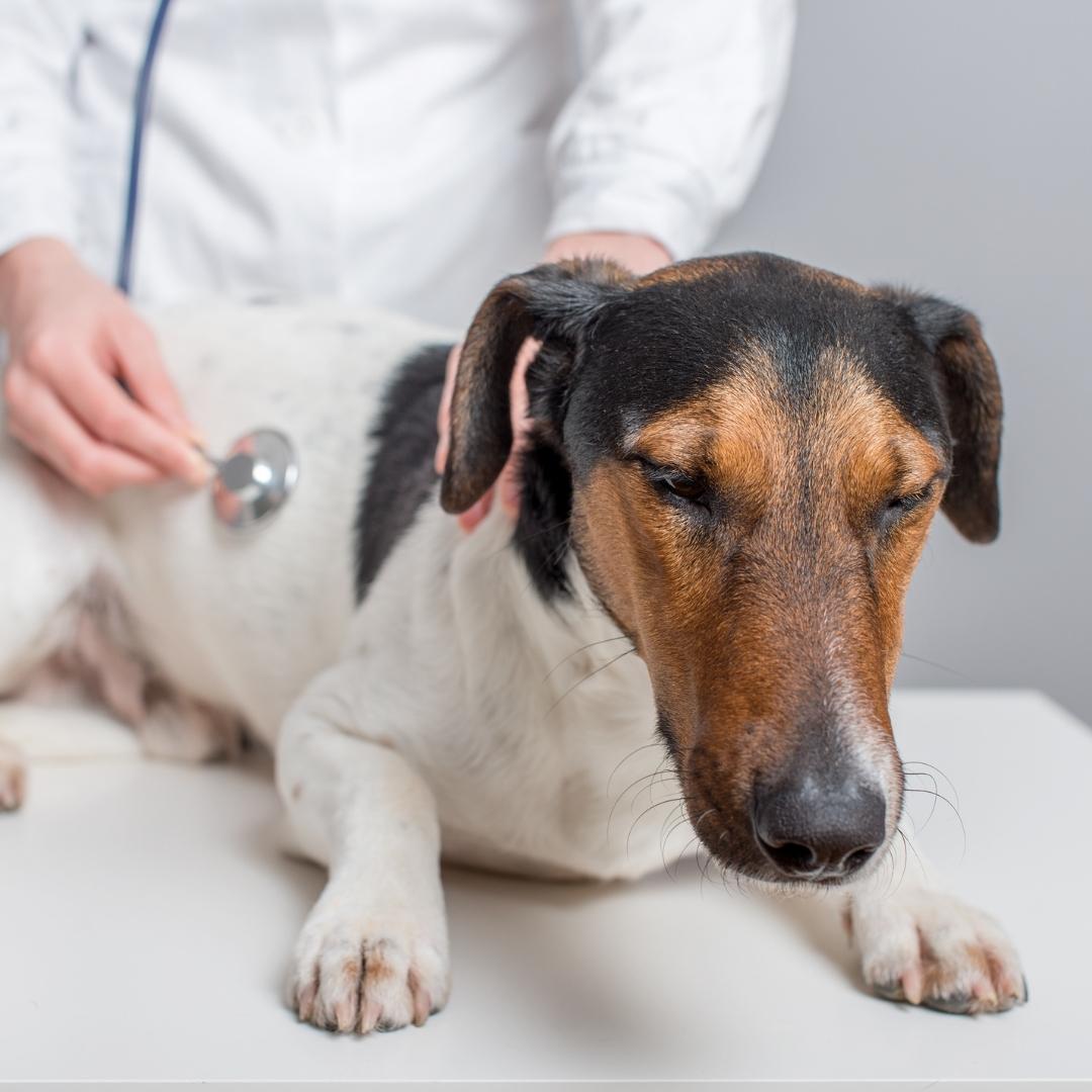 Terrier type dog on exam table with vet using stethoscope