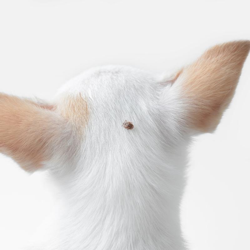 Tick on the back of a white cats head