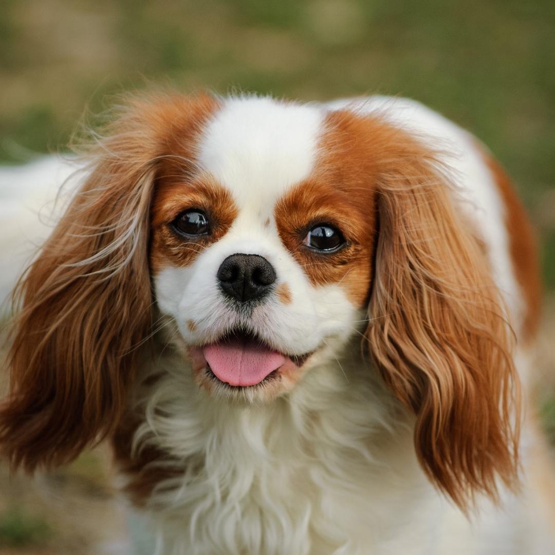 Brown and white cavalier king charles spaniel panting and looking at camera