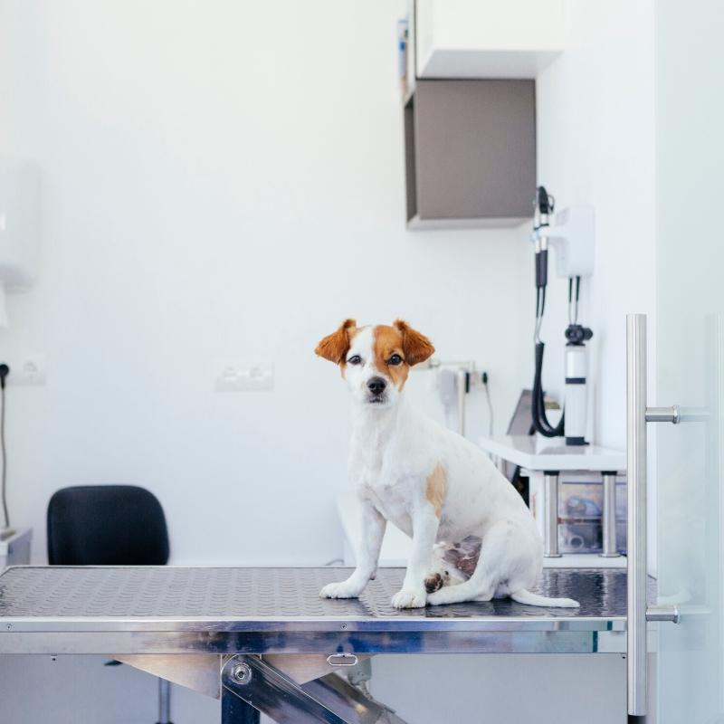 White terrier dog sat on examination table