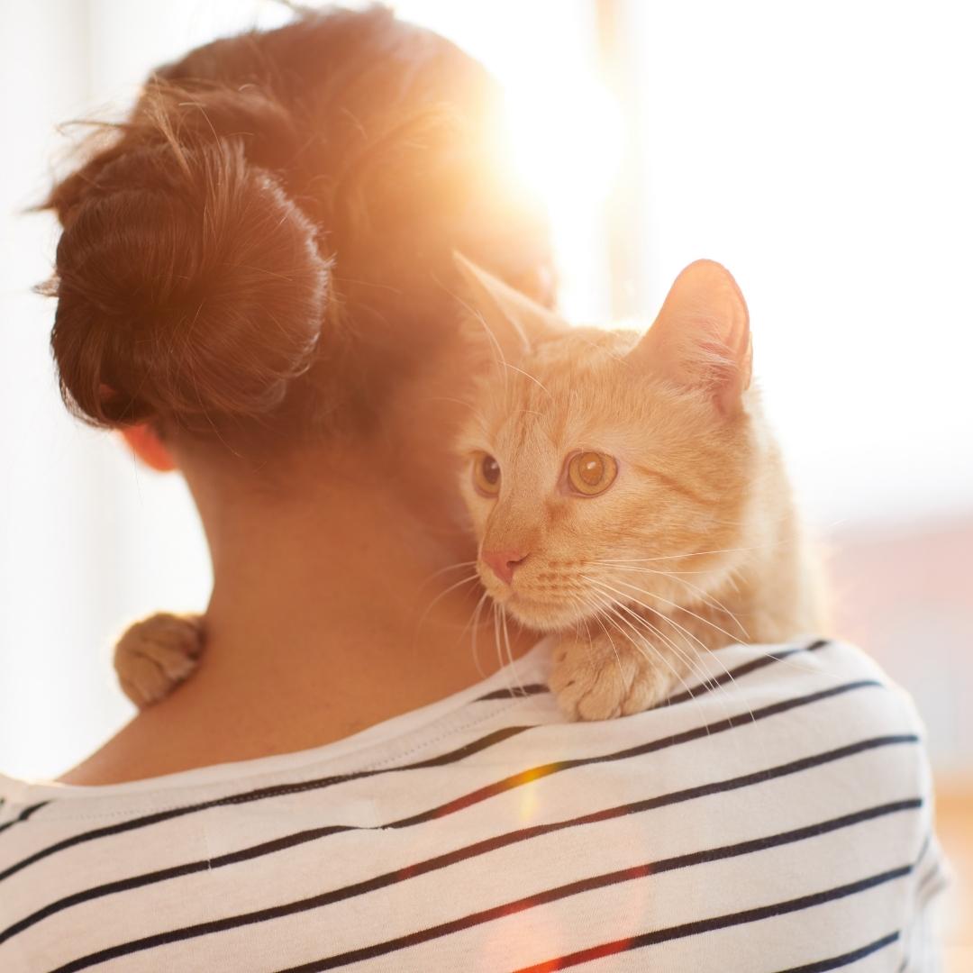 Ginger cat resting on female owner shoulder with sunlight in background