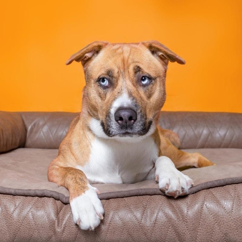 Brown and white bull type dog on bed with orange background