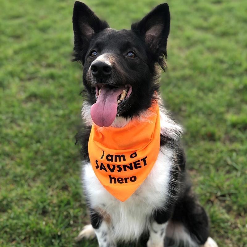 Border collie wearing orange bandana