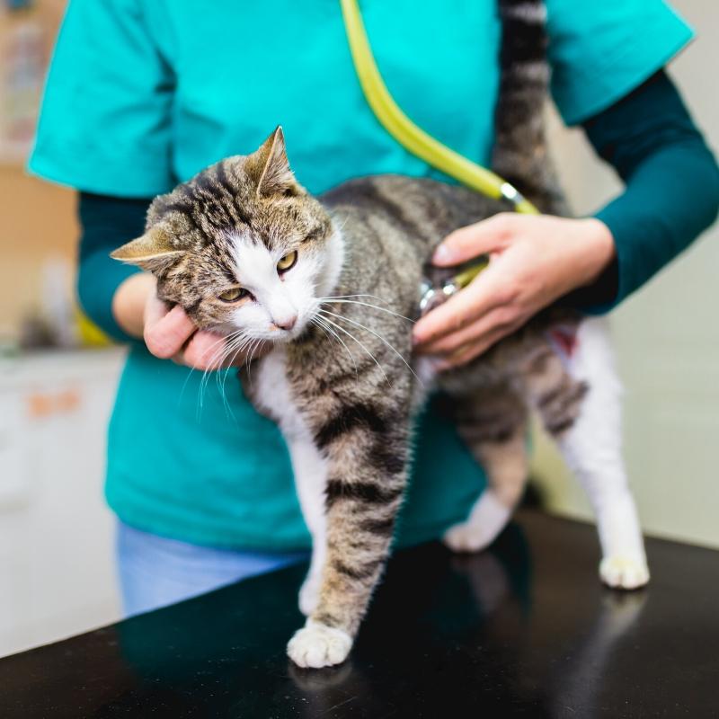 Cat on examination with vet using stethoscope
