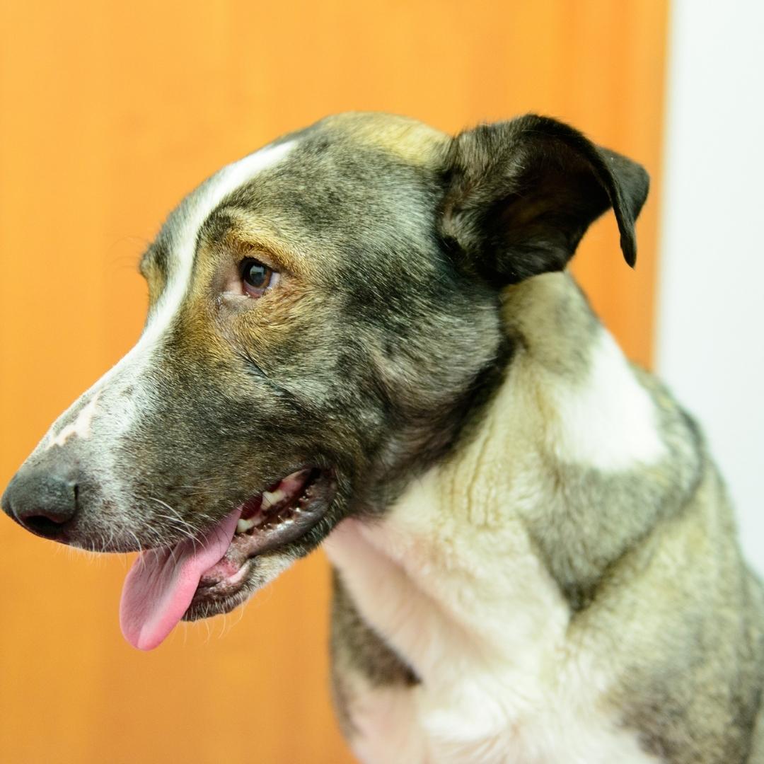 Cross breed brown and white dog panting