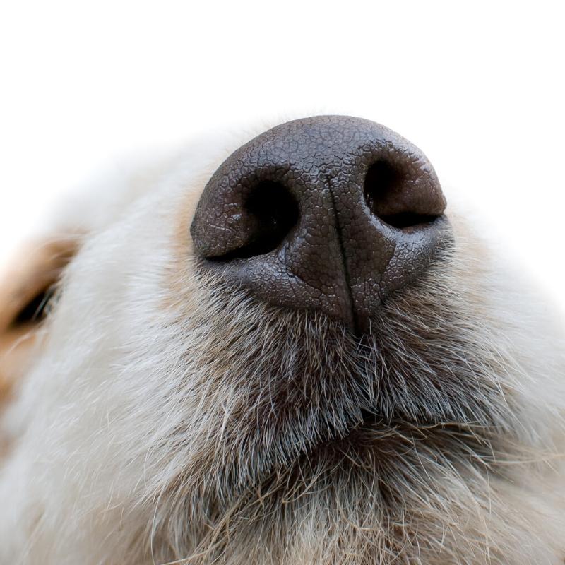 Brown and white dogs nose