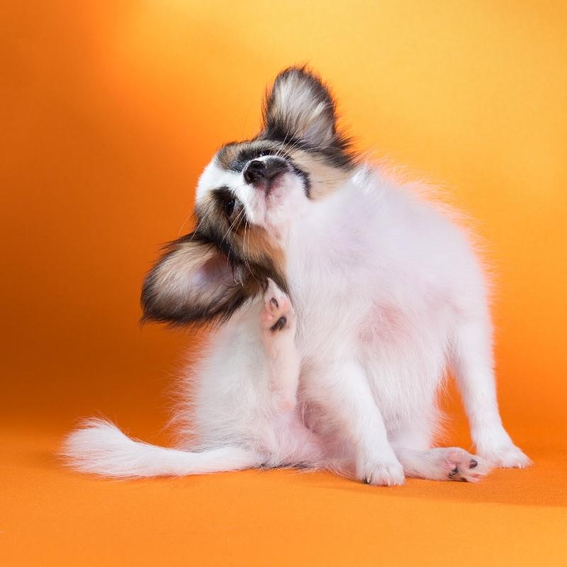 Papillon dog itching against an orange background