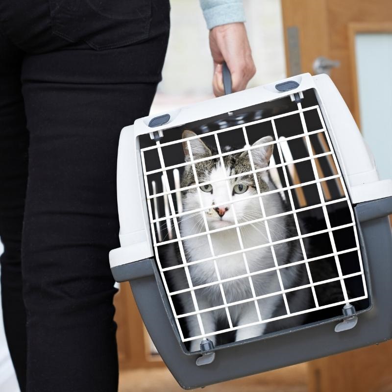 Brown and white cat being carried in a cat carrier